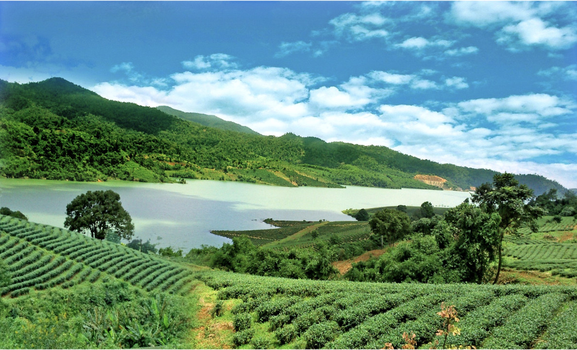 Quy trình sản xuất trà Tâm Châu
